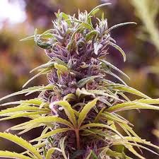 Buy Durban poison online in Germany