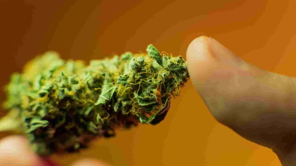 Purchase Weed in Berlin